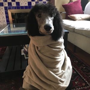 Meet your Posher, Anna